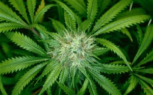 How To Grow Medical Marijuana